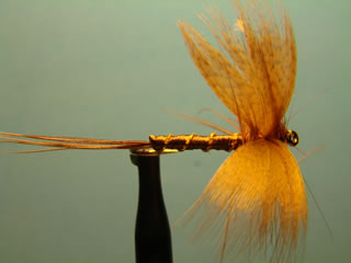 Mayfly Brown (12)